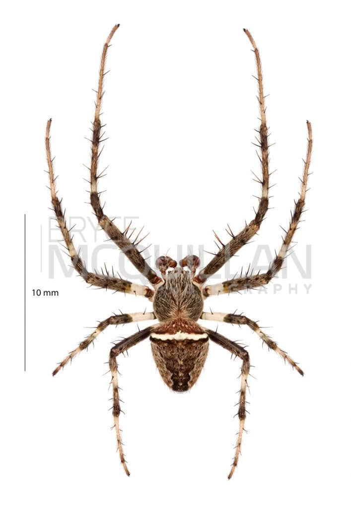 Whitebanded Orbweb Spider (Zealaranea crassa), Araenidae, photographed in New Zealand by Bryce McQuillan