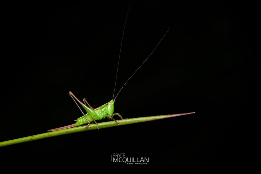 Whitish Meadow Katydid (Conocephalus semivittatus), Tettigoniidae, photographed in New Zealand by Bryce McQuillan
