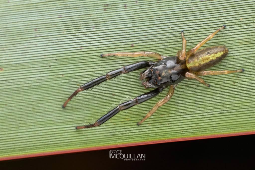 Black-headed Jumping Spider (Trite planiceps), Salticidae, photographed in New Zealand by Bryce McQuillan