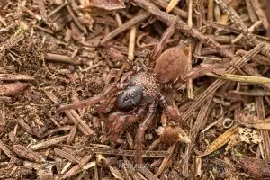 Stanwellia spp, Pycnothelidae, photographed in New Zealand by Bryce McQuillan