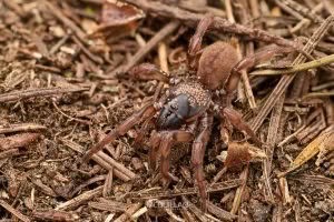 Stanwellia spp, Pycnothelidae, photographed in New Zealand by Bryce McQuillan
