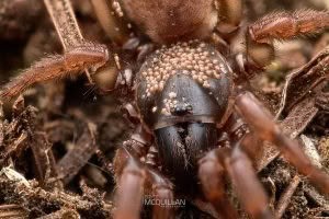 Stanwellia spp, Pycnothelidae, photographed in New Zealand by Bryce McQuillan