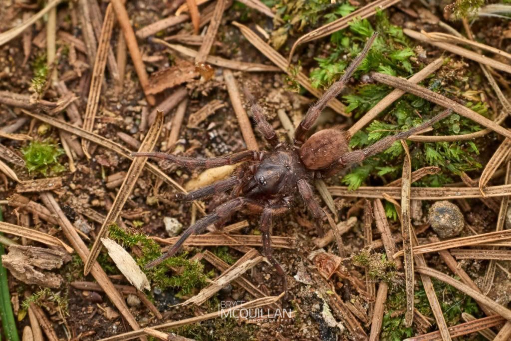 Open-holed Trapdoor Spiders (Stanwellia sp.), Pycnothelidae, photographed in New Zealand by Bryce McQuillan