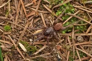 Stanwellia spp, Pycnothelidae, photographed in New Zealand by Bryce McQuillan