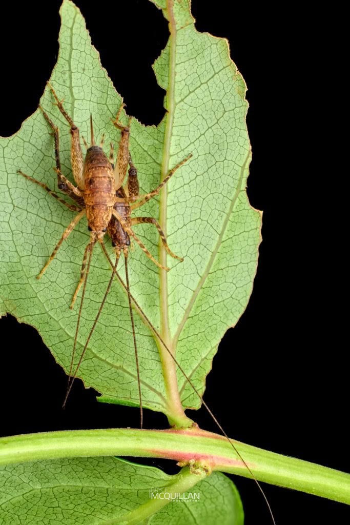 Auckland Tree Weta (Neonetus spp), Rhaphidophoridae, photographed in New Zealand by Bryce McQuillan