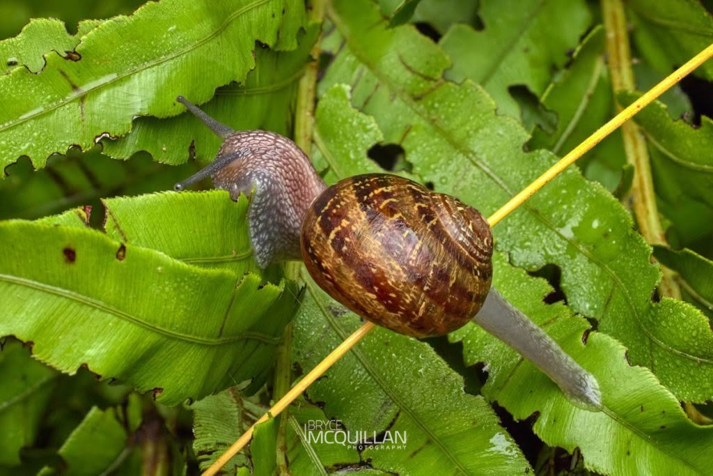 Cornu aspersum, Helicidae, photographed in New Zealand by Bryce McQuillan