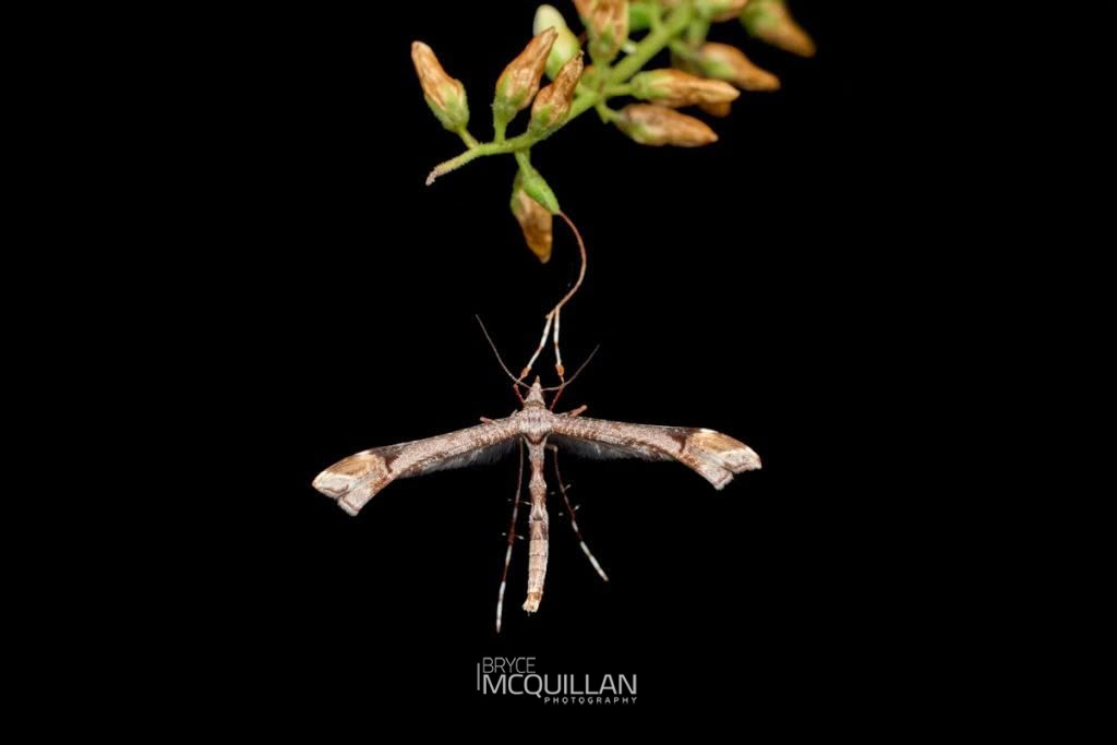 Common Hebe plume moth (Amblyptilia falcatalis), Pterophoridae, photographed in New Zealand by Bryce McQuillan