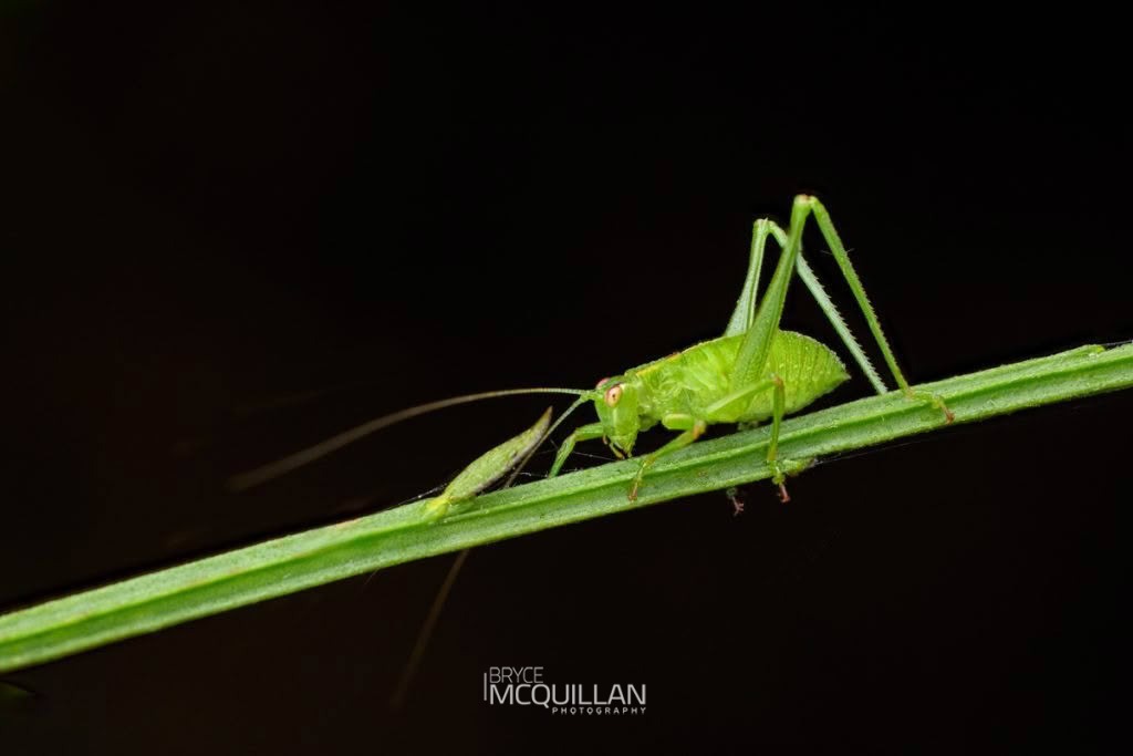 Common Garden Katydid (Caedicia simplex), Tettigoniidae, photographed in New Zealand by Bryce McQuillan