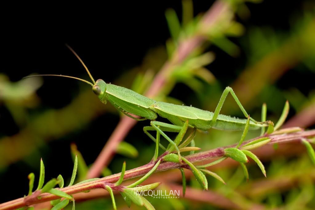 New Zealand Mantis (Orthodera novaezealandiae), Mantidae, photographed in New Zealand by Bryce McQuillan
