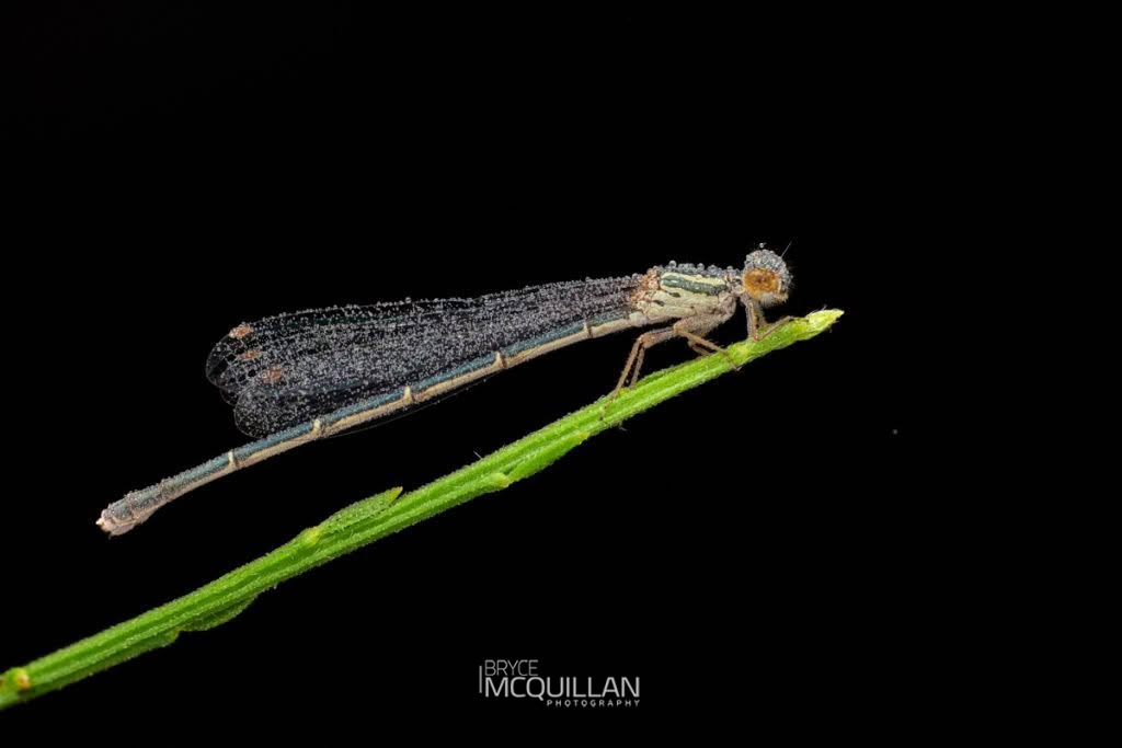 Red Damselfly (Xanthocnemis zealandica), Coenagrionidae, photographed in New Zealand by Bryce McQuillan