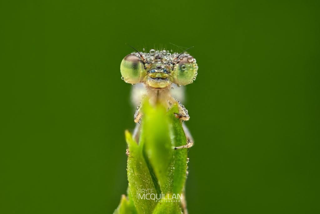 Aurora Bluetail (Ischnura aurora), Coenagrionidae, photographed in New Zealand by Bryce McQuillan
