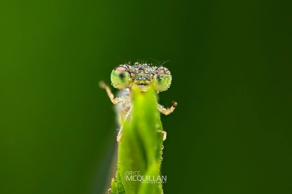 Aurora Bluetail (Ischnura aurora), Coenagrionidae, photographed in New Zealand by Bryce McQuillan