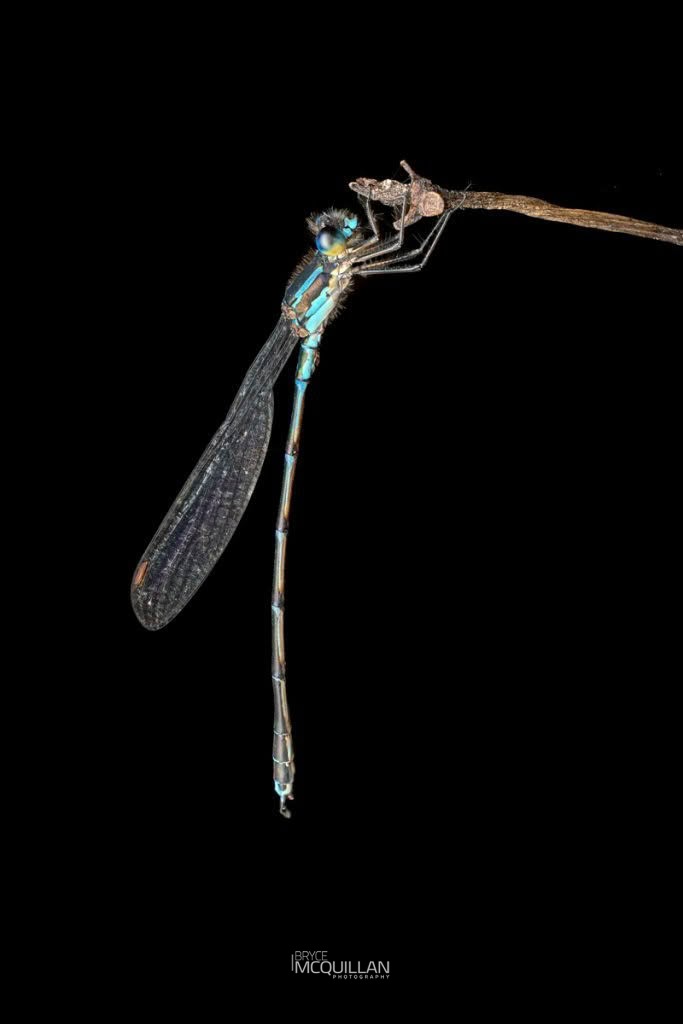 Blue Damselfly (Austrolestes colensonis), Lestidae, photographed in New Zealand by Bryce McQuillan