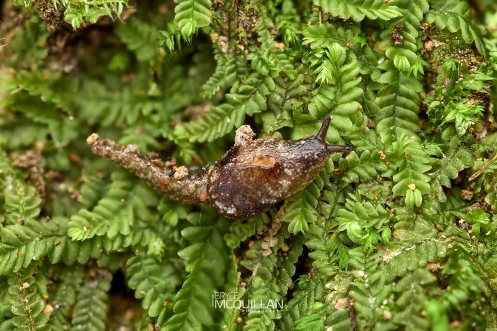 Otoconcha spp, Charopidae, photographed in New Zealand by Bryce McQuillan