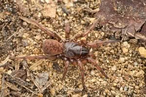 Stanwellia spp, Pycnothelidae, photographed in New Zealand by Bryce McQuillan
