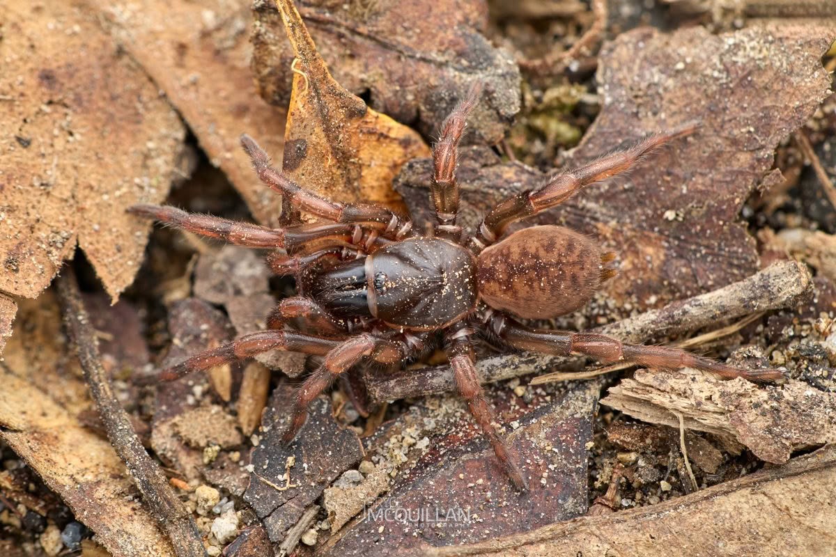 Stanwellia spp, Pycnothelidae, photographed in New Zealand by Bryce McQuillan