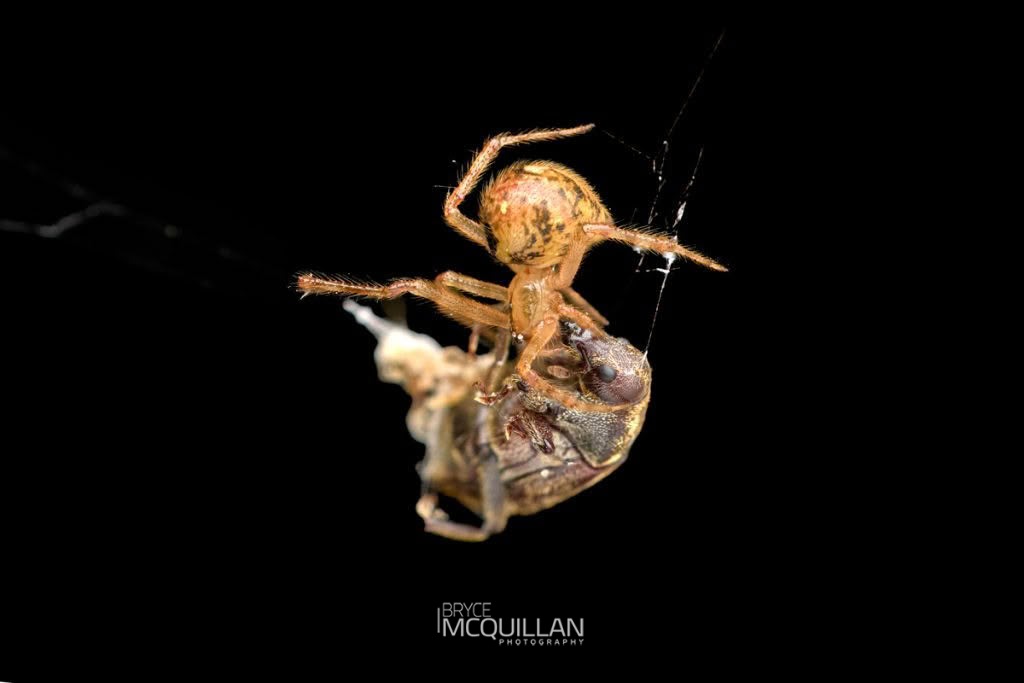 Cryptachaea veruculata, Theridiidae, photographed in New Zealand by Bryce McQuillan