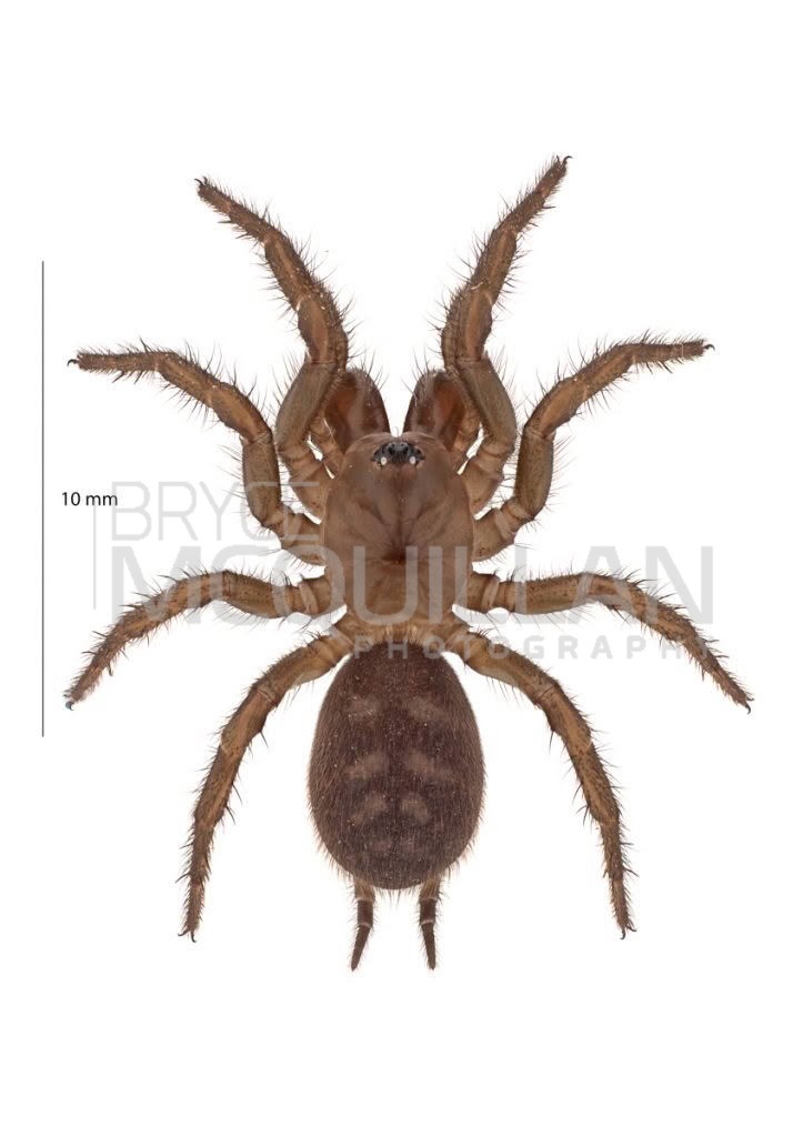 Porrhothele sp, Porrhothelidae, photographed in New Zealand by Bryce McQuillan