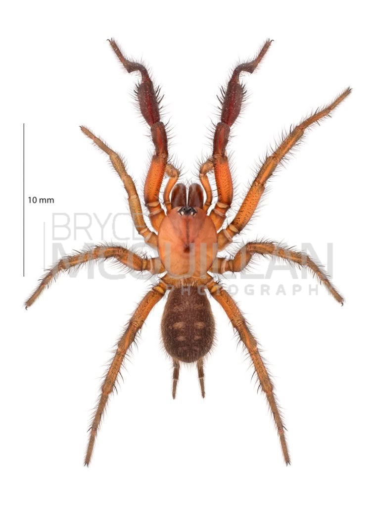 Porrhothele sp, Porrhothelidae, photographed in New Zealand by Bryce McQuillan