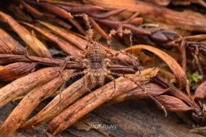 Triregia fairburni, Triaenonychidae, photographed in New Zealand by Bryce McQuillan