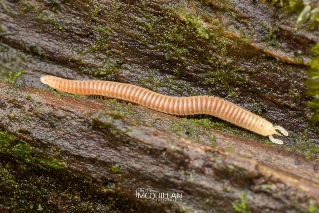 Snout Millipedes, photographed in New Zealand by Bryce McQuillan