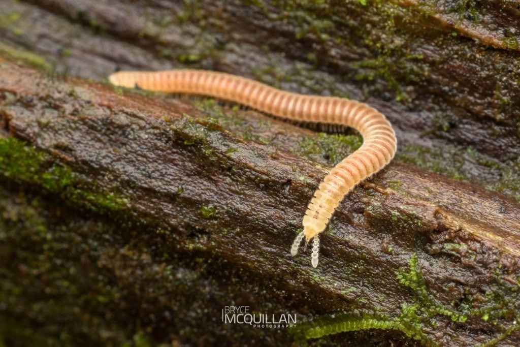 Snout Millipedes, photographed in New Zealand by Bryce McQuillan
