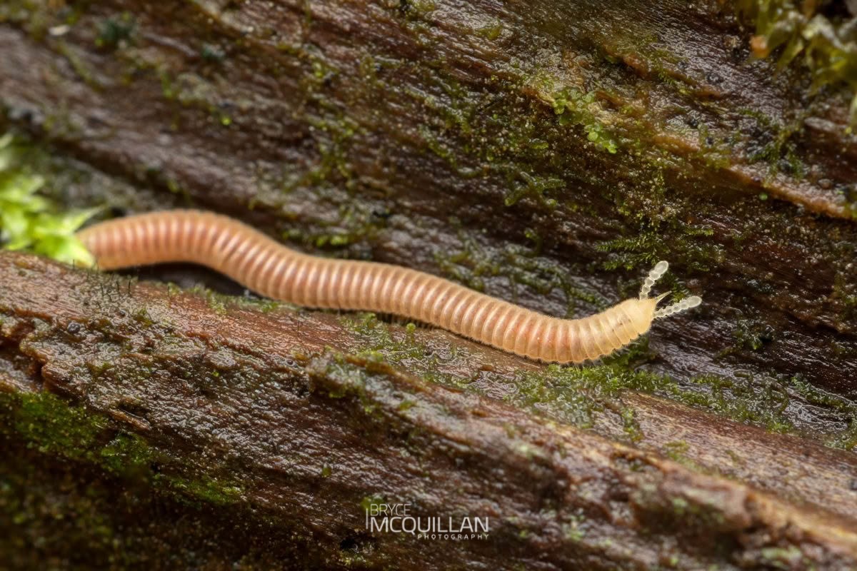 Snout Millipedes, photographed in New Zealand by Bryce McQuillan
