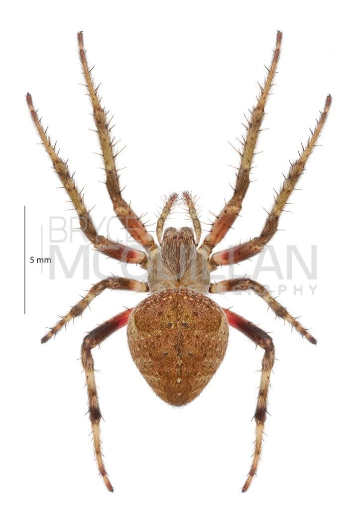 Whitebanded Orbweb Spider (Zealaranea crassa), Araenidae, photographed in New Zealand by Bryce McQuillan