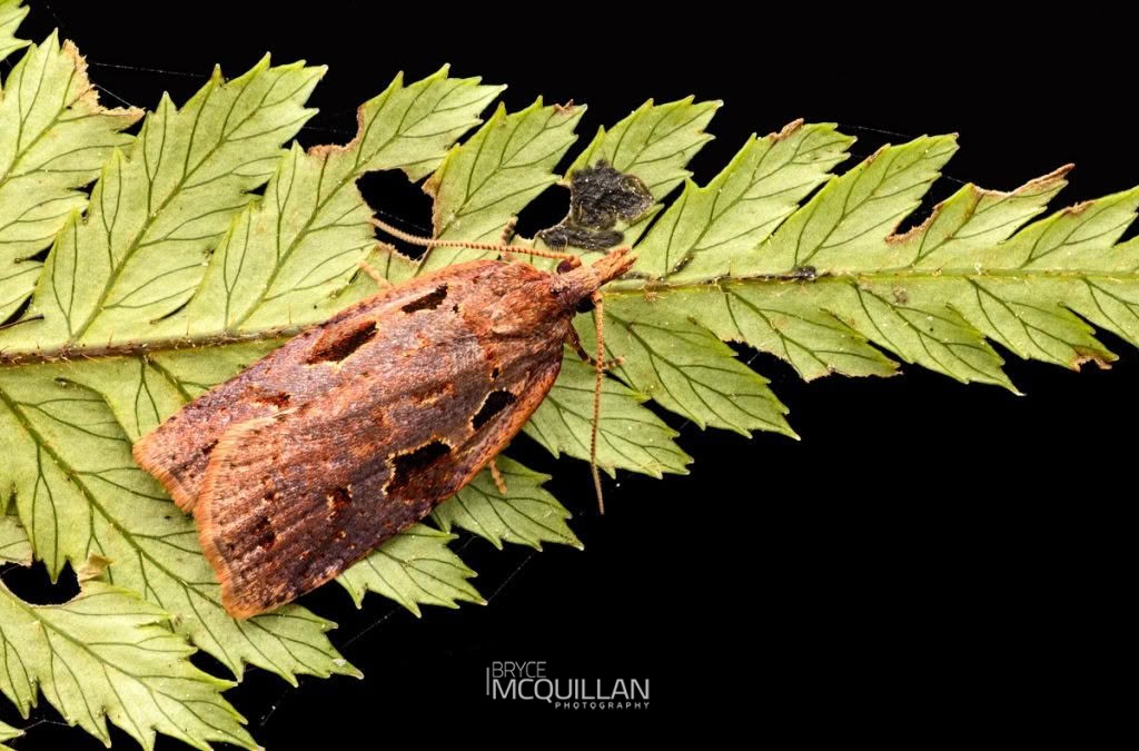 Ctenopseustis fraterna, Tortricidae, photographed in New Zealand by Bryce McQuillan