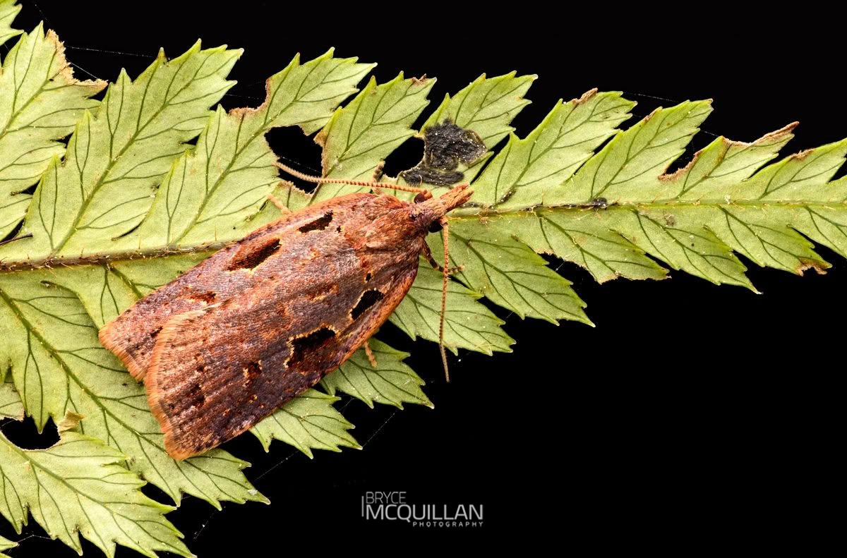 Ctenopseustis fraterna, Tortricidae, photographed in New Zealand by Bryce McQuillan