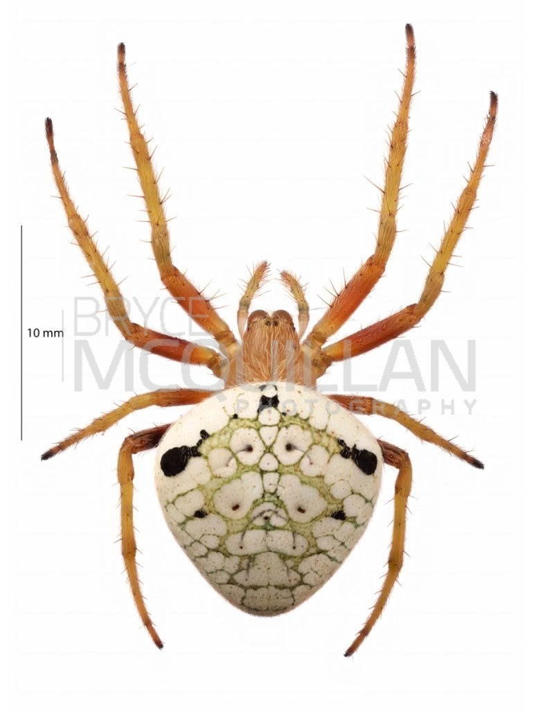 Zealaranea trinotata, Araenidae, photographed in New Zealand by Bryce McQuillan