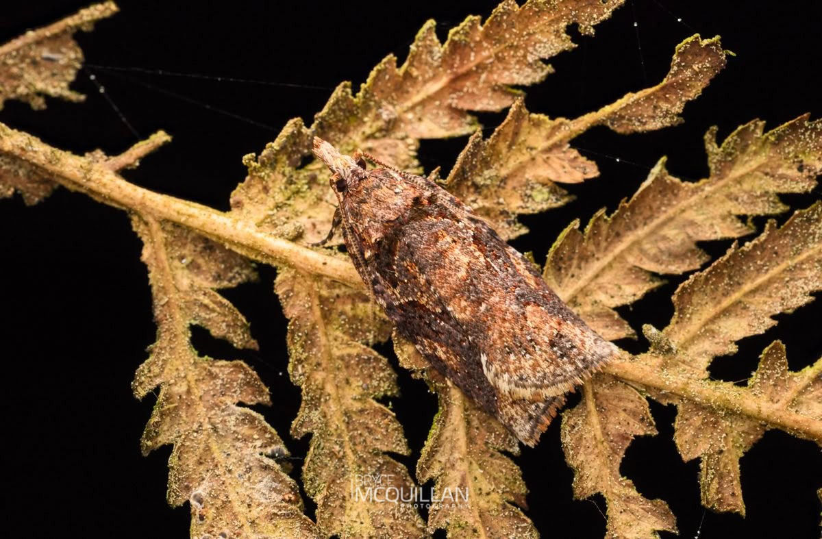 Blackheaded Leafroller (Ctenopseustis obliquana), Tortricidae, photographed in New Zealand by Bryce McQuillan
