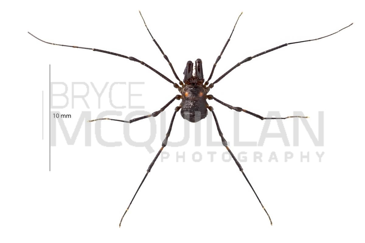 Algidia sp, Triaenonychidae, photographed in New Zealand by Bryce McQuillan