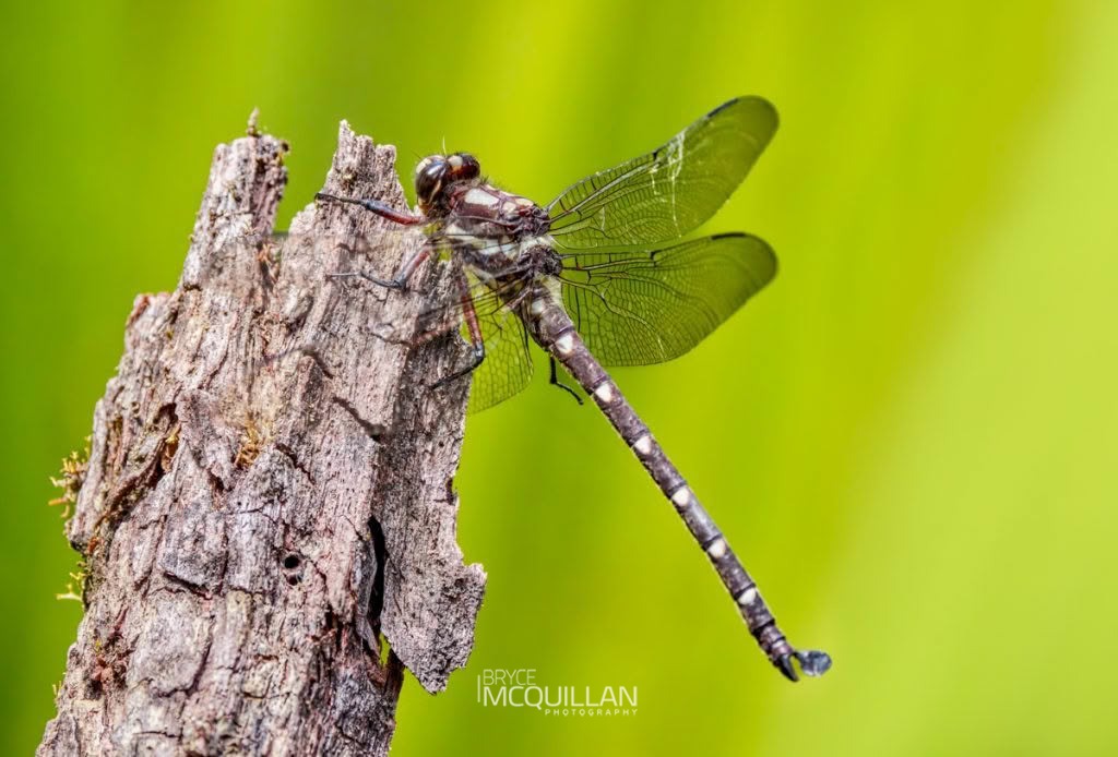 Carové’s Giant Dragonfly (Uropetala carovei), Petaluridae, photographed in New Zealand by Bryce McQuillan