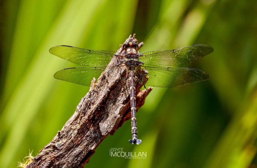 Carové’s Giant Dragonfly (Uropetala carovei), Petaluridae, photographed in New Zealand by Bryce McQuillan