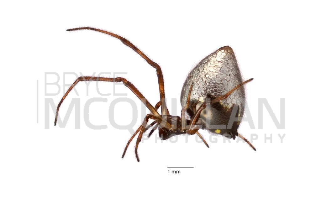 Argyrodes antipodianus, Theridiidae, photographed in New Zealand by Bryce McQuillan