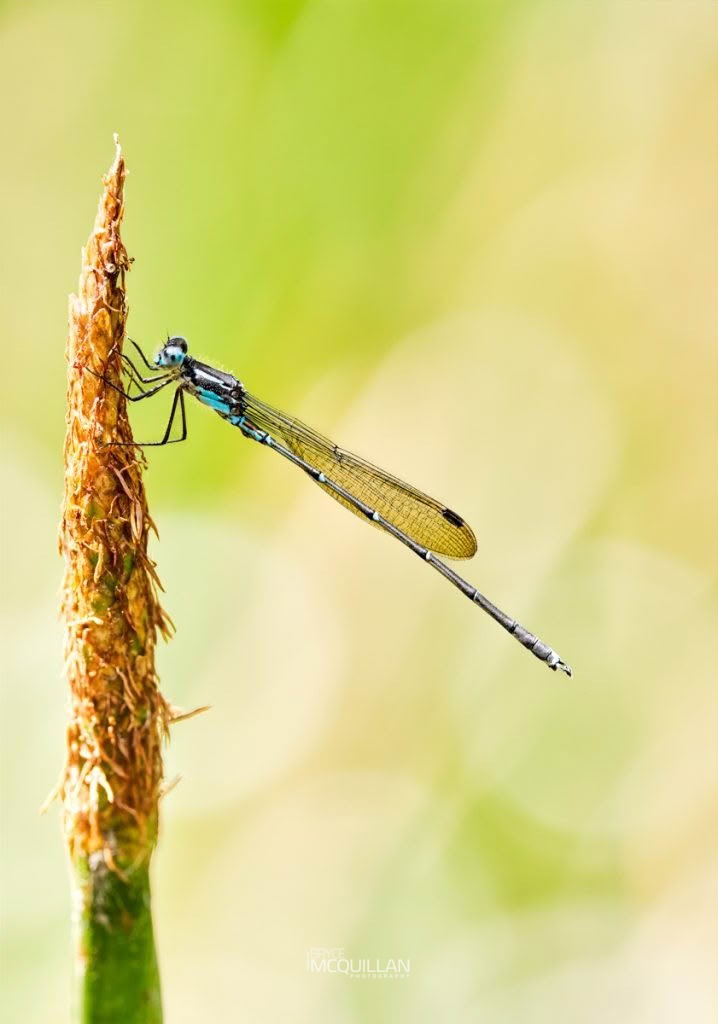 Blue Damselfly (Austrolestes colensonis), Lestidae, photographed in New Zealand by Bryce McQuillan