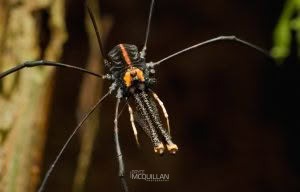 Puwere pureora, Neopilionidae, photographed in New Zealand by Bryce McQuillan
