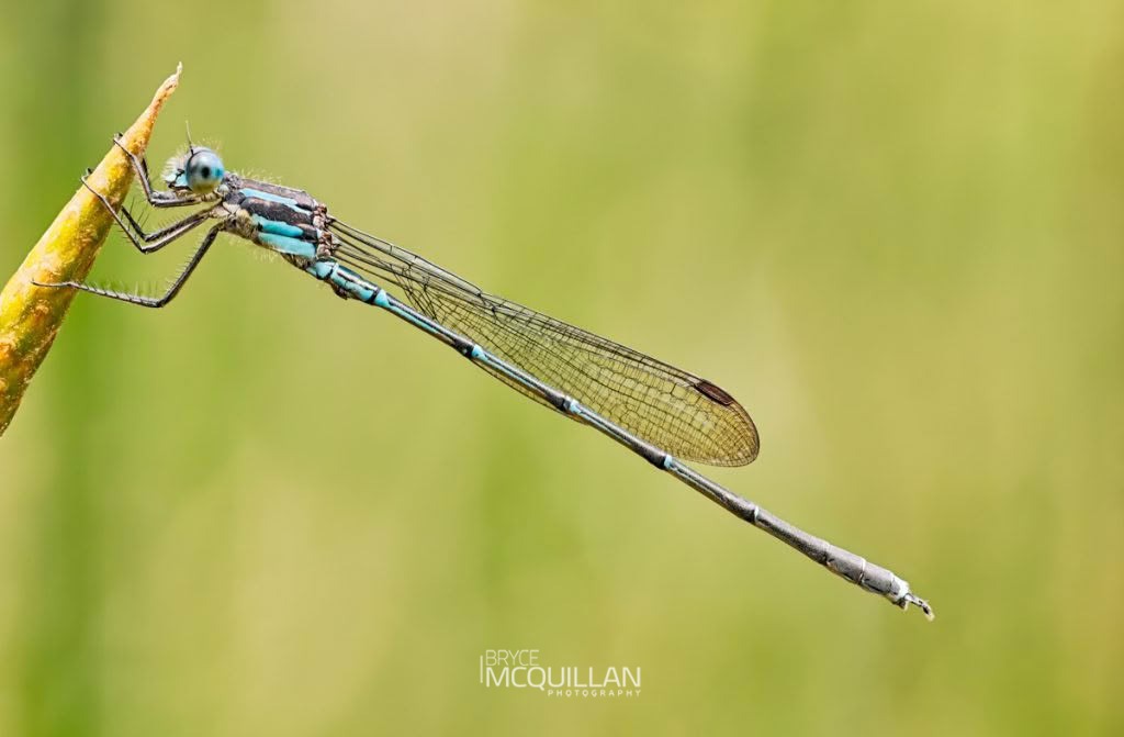 Blue Damselfly (Austrolestes colensonis), Lestidae, photographed in New Zealand by Bryce McQuillan