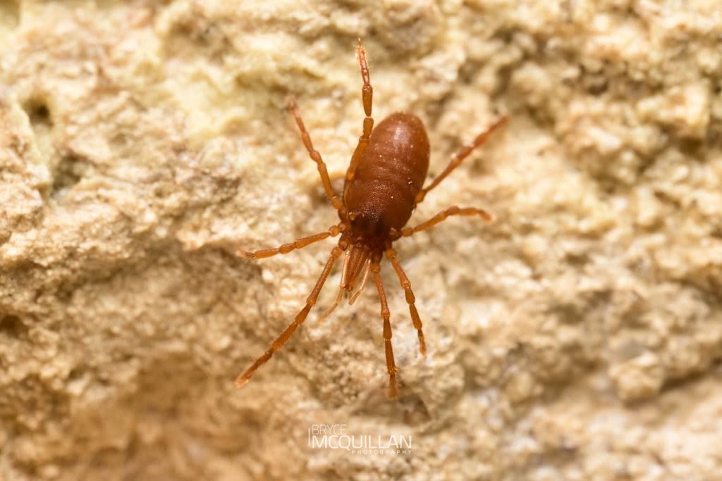 Cave Harvesters, Pettalidae, photographed in New Zealand by Bryce McQuillan