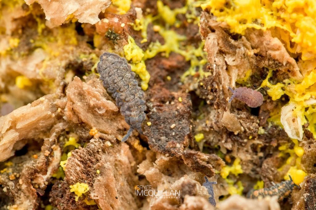 Collembola, photographed in New Zealand by Bryce McQuillan