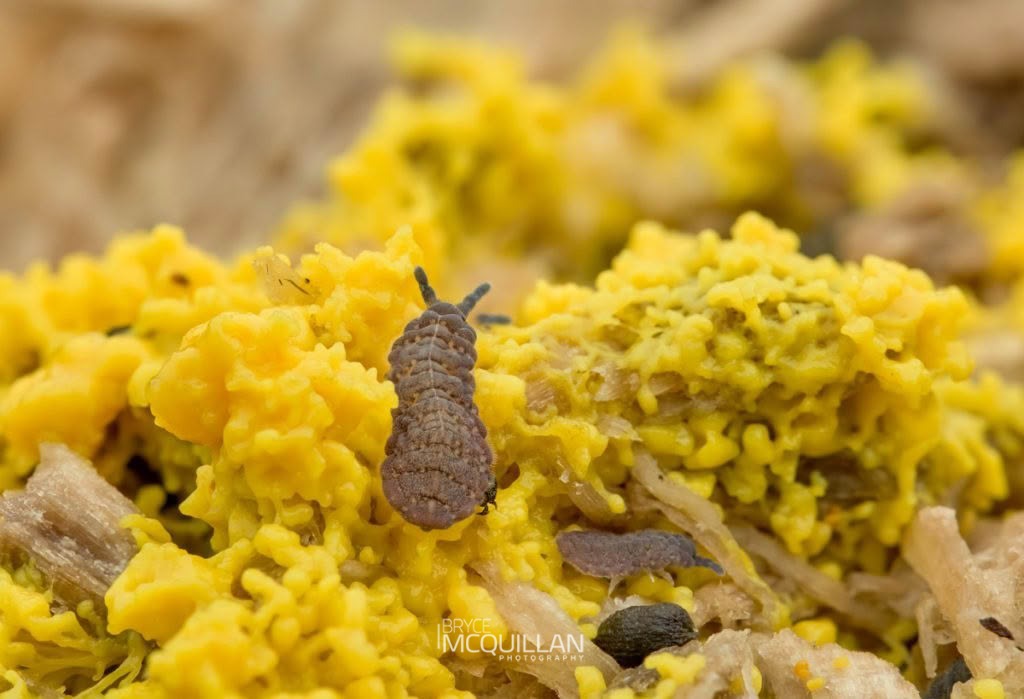 Collembola, photographed in New Zealand by Bryce McQuillan
