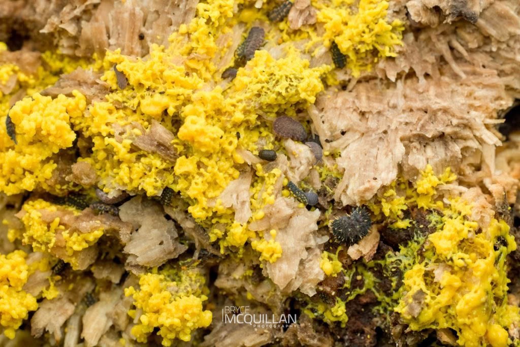 Collembola, photographed in New Zealand by Bryce McQuillan