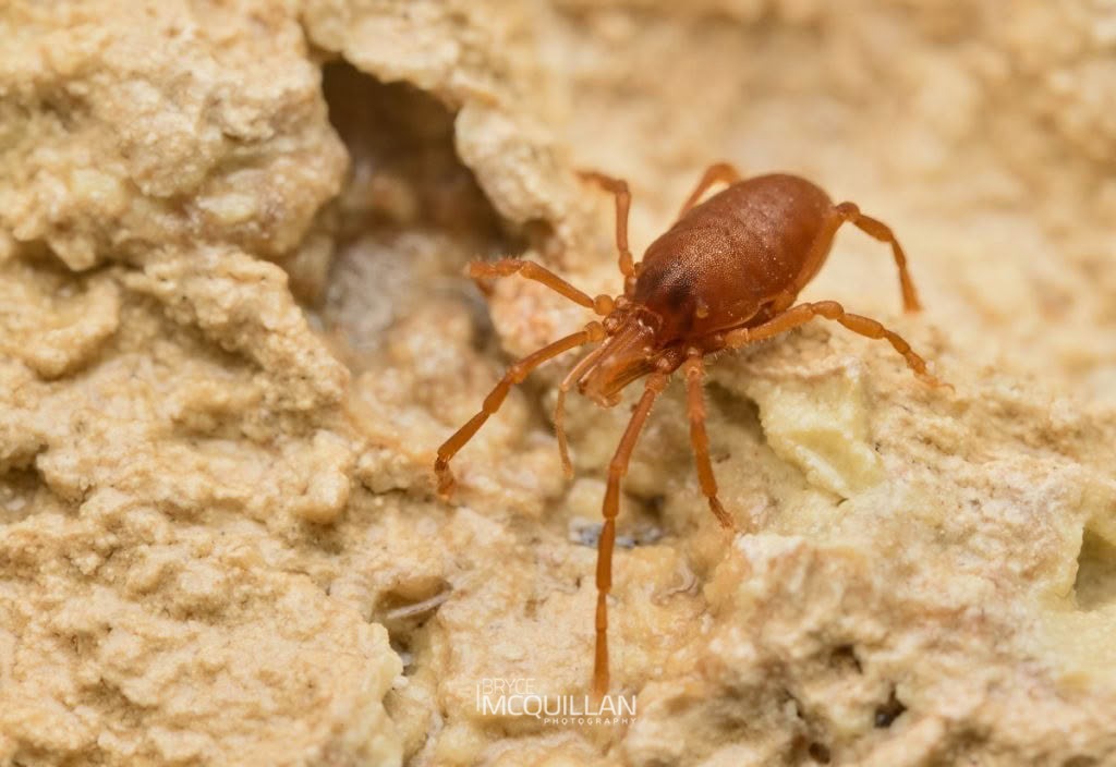 Cave Harvesters, Pettalidae, photographed in New Zealand by Bryce McQuillan