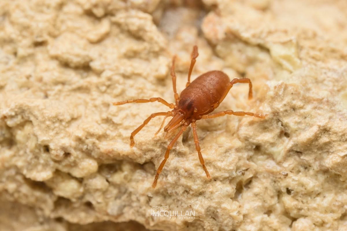 Cave Harvestmen, Pettalidae, photographed in New Zealand by Bryce McQuillan