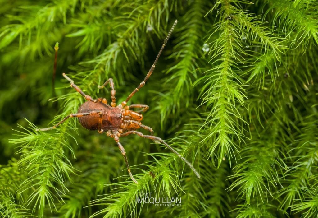 BNM-00456E.tif (Nuncia sp.), Triaenonychidae, photographed in New Zealand by Bryce McQuillan