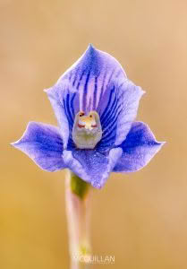 Swamp Sun Orchid (Thelymitra cyanea), Orchidaceae photographed by Bryce McQuillan