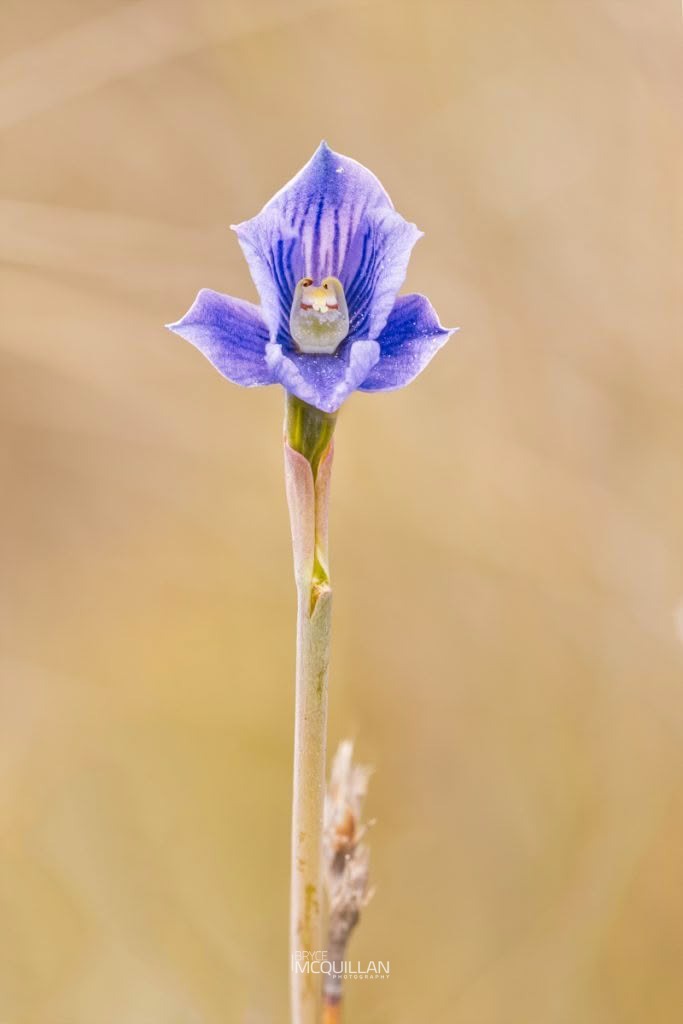 Swamp Sun Orchid (Thelymitra cyanea), Orchidaceae, photographed in New Zealand by Bryce McQuillan