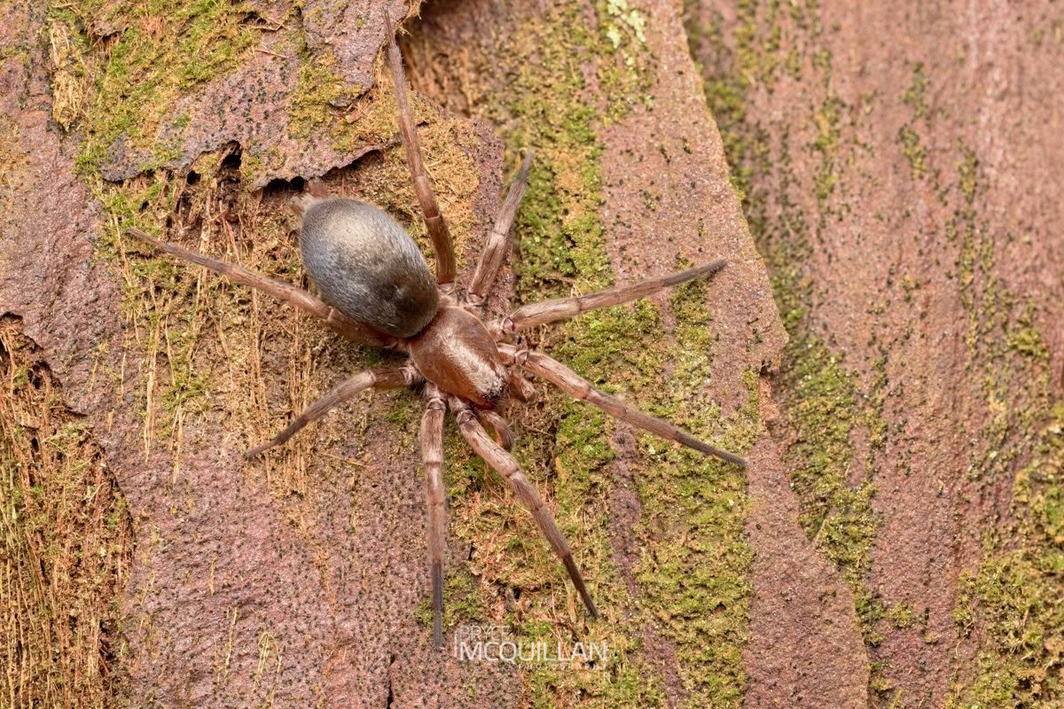 Hypodrassodes maoricus, Gnaphosidae, photographed in New Zealand by Bryce McQuillan