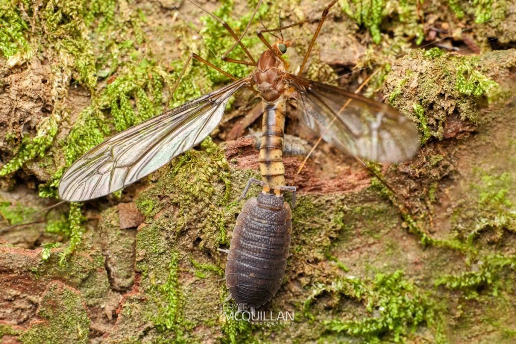 Porcellio scaber, Porcellionidae, photographed in New Zealand by Bryce McQuillan